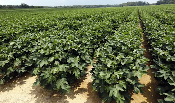 Young cotton plants cover acres on a farm in Bolton, Miss., July 13, 2018. (AP)