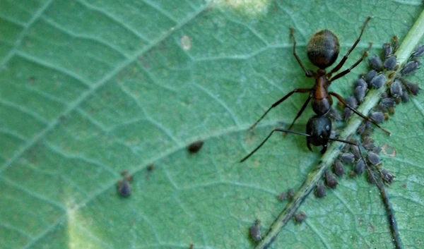 This undated image provided by Bugwood.org shows ants farming aphids on the back of a jewelweed leaf in New York. (AP)