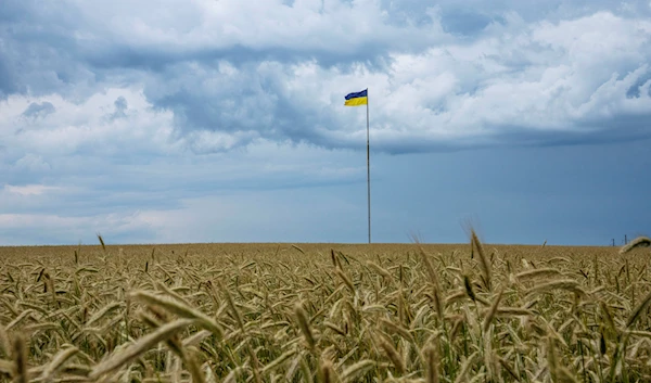 The Ukrainian flag flies on a pole in the middle of a land of wheat, in Kiev, Ukraine, June 29, 2022 (AP)