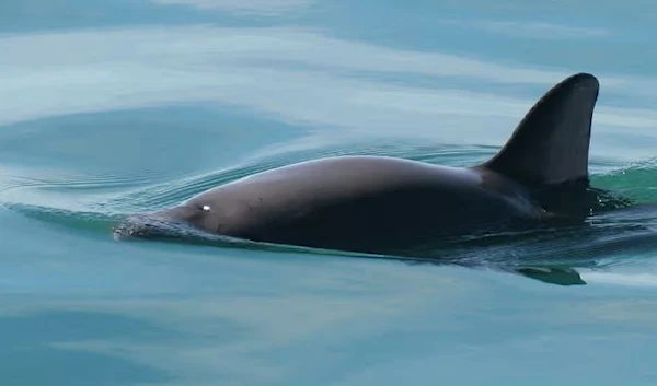 A vaquita porpoise, a critically endangered species in the Pacific Ocean near Mexico. (AP)