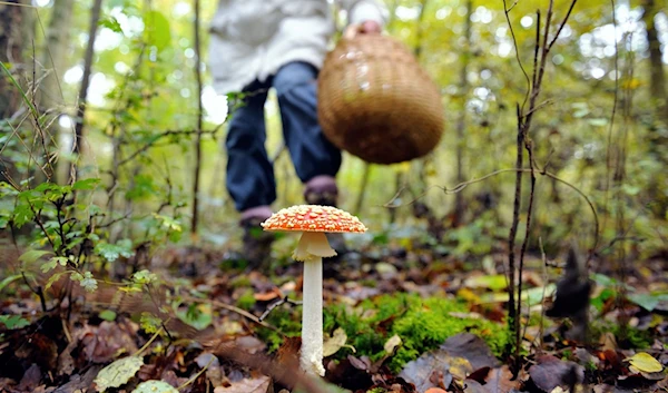 AI-authored mushroom foraging guides cause concern among experts.