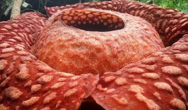 This Rafflesia tuan-mudae, found in Sumatra, is the largest single flower ever discovered. (AFP via Getty Images)