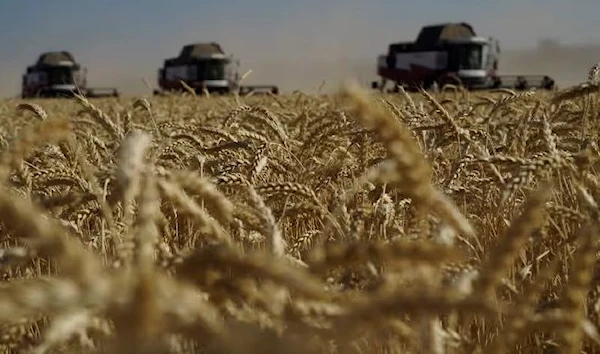 Farmers harvest wheat in the Russia’s Rostov region, near the border with Ukraine. (AFP via Getty Image)