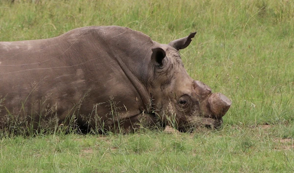 In this Thursday, March 9, 2017 photo, a dehorned rhino bull lies on the ground at a rhino breeding farm near Klerksdorp, South Africa. (AP)