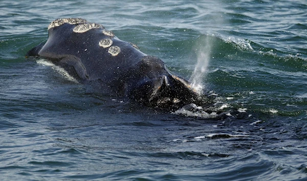 A North Atlantic right whale feeds on the surface of the Cape Cod bay off the coast of Plymouth, Mass, March 28, 2018. (AP)