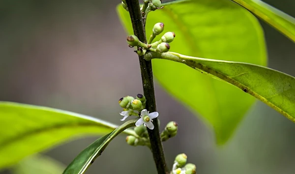 Image of a branch of a tree that was believed to be extinct, Ilex sapiiformis, better known as Ilex de Pernambuco, in Brazil (Fred JORDAO / Wild Project/AFP