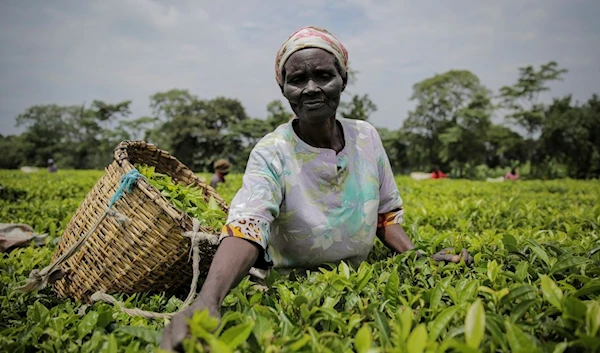 A woman picks tea leaves in Chepsonoi, Nandi county, in western Kenya on Aug. 13, 2022 (AP)