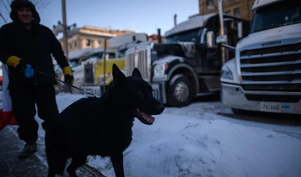 A man walks a dog past vehicles blocking a road during a protest by truck drivers over pandemic health rules outside the parliament of Canada in Ottawa on February 15, 2022. (AFP)