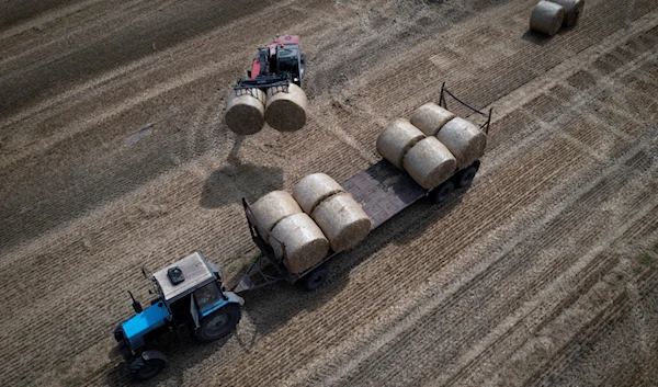 A tractor collects straw on a field in a private farm in Zhurivka, Kiev region, Ukraine, August 10, 2023 (AP)