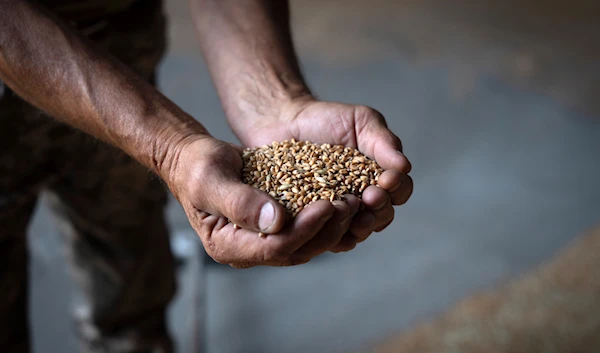 farmer holds wheat in a granary on a private farm in Zhurivka, Kiev region, Ukraine, Aug. 10, 2023 (AP)