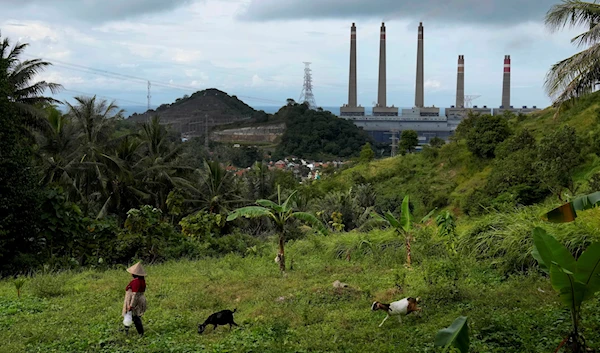 A woman leads her goats as Suralaya coal power plant looms in the background in Cilegon, Indonesia, January 8, 2023 (AP)