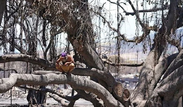 A man sits on a historic banyan tree damaged by wildfire, in Lahaina, Hawaii, on 11 August 2023. (AP)