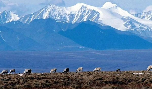 Caribou graze in the Arctic National Wildlife Refuge in Alaska, on June 1, 2001. (AP)