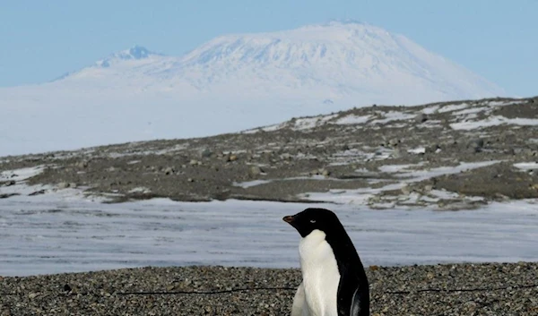 Adelie penguins in Antarctica (AFP)