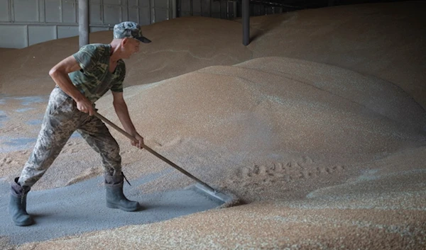 A worker rakes wheat in a granary on a private farm in Zhurivka, Kyiv region, Ukraine, Thursday, Aug. 10, 2023 (AP Photo/Efrem Lukatsky, File)