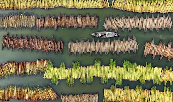 Farmers are processing jute in a lake in Bangladesh. (Abdul Momin/stenin contest)