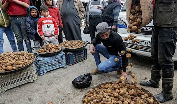 26 Syrian truffle gatherers killed by terrorists in two days