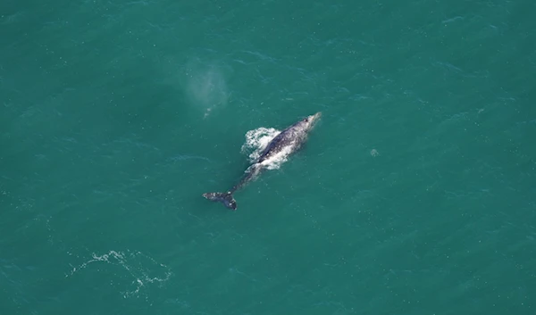 A gray whale witnessed south of Nantucket on March 1, 2024. ( New England Aquarium)