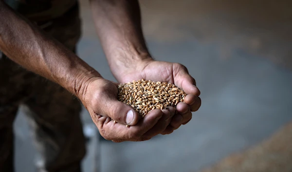 A farmer holds wheat in a granary on a private farm in Ukraine, Aug. 10, 2023. (AP)