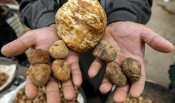 AN undated image of a truffle seller in Hama, eastern al-Raqqa, Syria. (AFP)