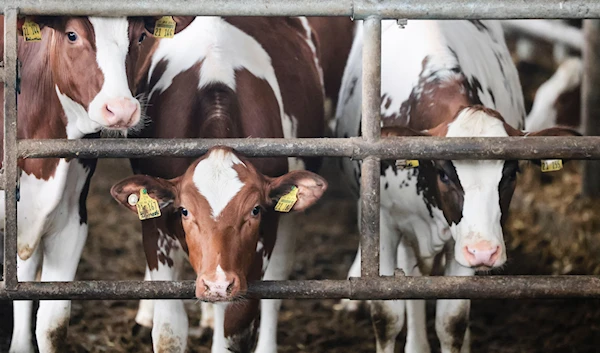 Young cows stand in a barn in Sprakebuell, Germany, Thursday, March 14, 2024. (AP)