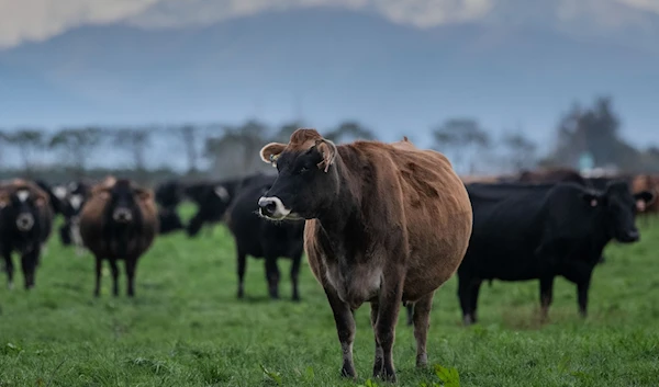 Impacts of UK dairy farming: Manure pollution in rivers