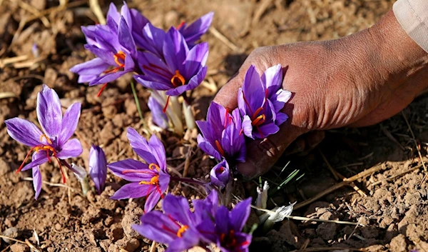 In this picture taken on Tuesday, Nov. 1, 2016, an Iranian farm worker harvests saffron flowers just outside the city of Torbat Heydariyeh, southeastern Iran. (AP)