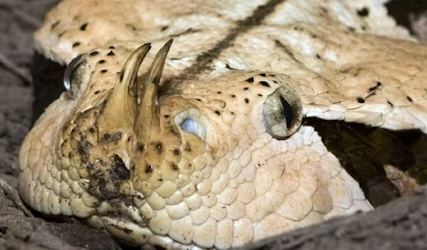 A gaboon viper. (AP)