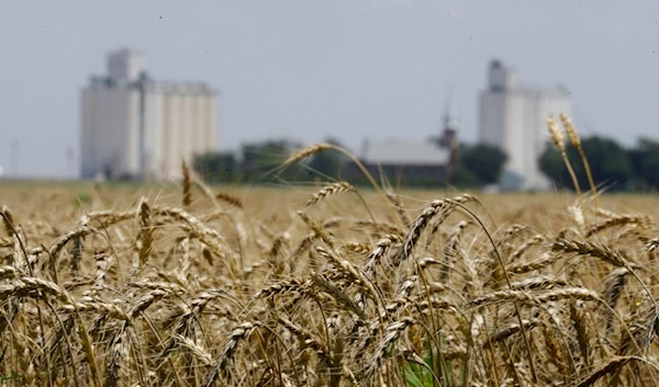 In this June 21, 2015 file photo, wheat stands ready for harvest in a field near Anthony, Kan. (AP)