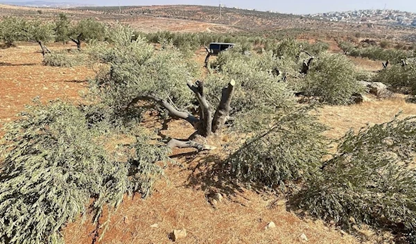 Extremist israeli jewish settlers have uprooted 40 fruitful olive trees in the village of Qasra in outskirts of the occupied West Bank city of Nablus. (@AbujomaaGaza)