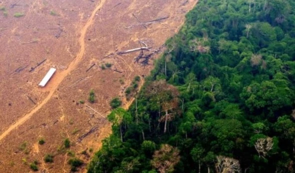 Brazil's Amazon sees lowest deforestation in nearly a decade: Report