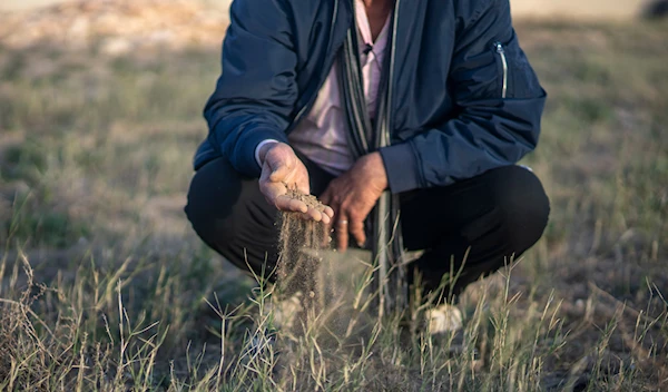 Mimoun Nadori inspects soil of his drought-stricken lands, in Nador, north of Morocco, Friday, March 8, 2024. (AP)