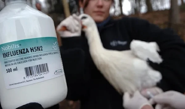 A stork from the Cerza zoo gets vaccinated against the H5N2 virus on March 4, 2006. (AFP)