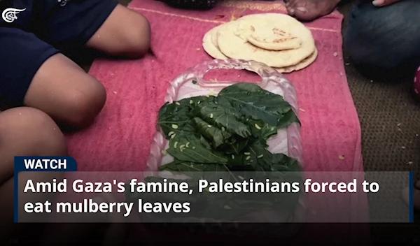 Amid Gaza's famine, Palestinians forced to eat mulberry leaves