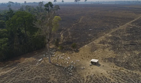 Brazil rancher to pay $50 mln for damaging Amazon rainforest