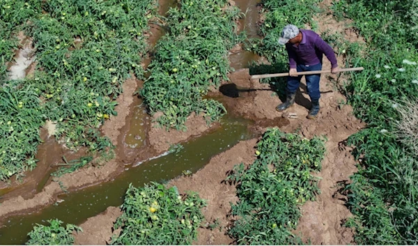 Syrian farmer Mohammed Ramadan, 42, channels water to his crops © OMAR HAJ KADOUR / AFP