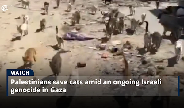 Palestinians save cats amid an ongoing Israeli genocide in Gaza